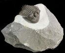 Platyscutellum Trilobite With Axial Spines - Ofaten, Morocco #47070-2